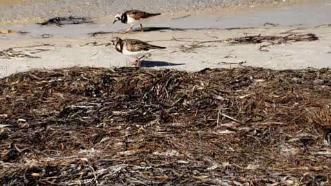 More plovers now