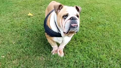 Cute pitbull walking in the park