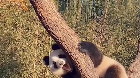 It's time to climb trees and exercise