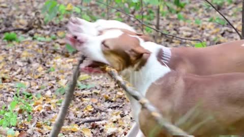 Young Dog Playing in the Meadow, Pit Bull Terrier