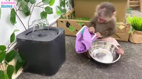 baby monkey