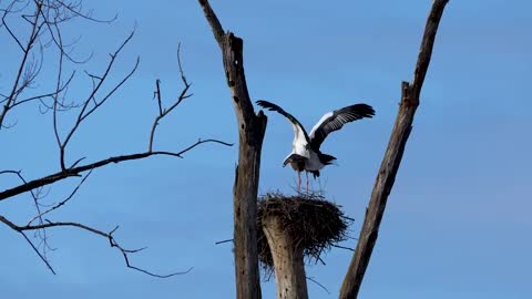 Storks - Behavior of animals