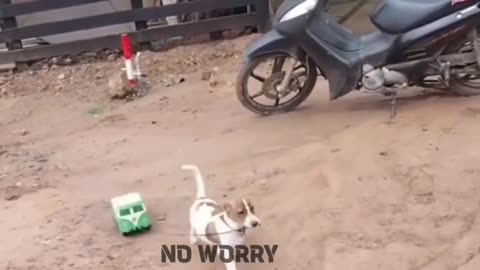 Dog funny video