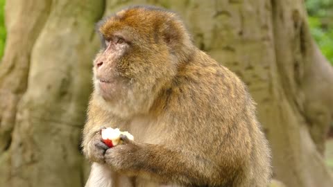 A monkey tastes an apple and eats it