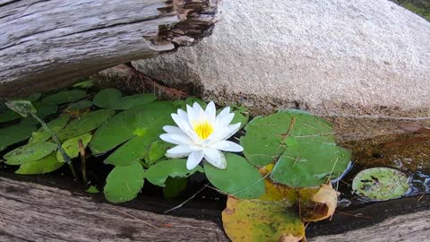 Water Lilly