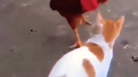 Funny cats fight