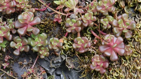 Spreading Stonecrop