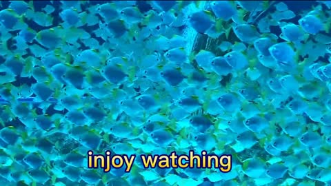 Enjoy watching the fish