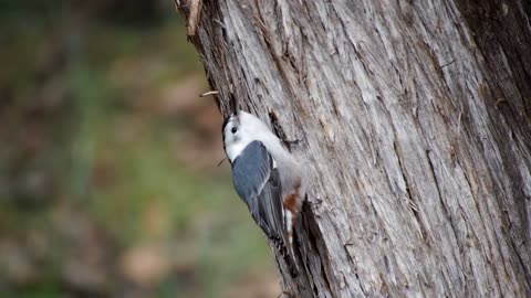 Bird On A Branch