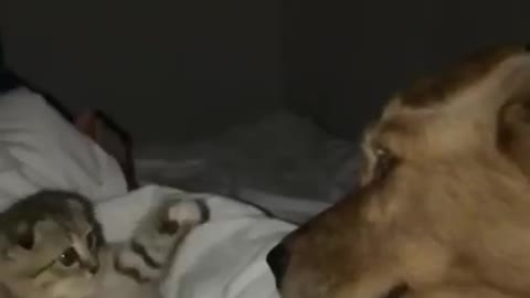 kitten playing with dog