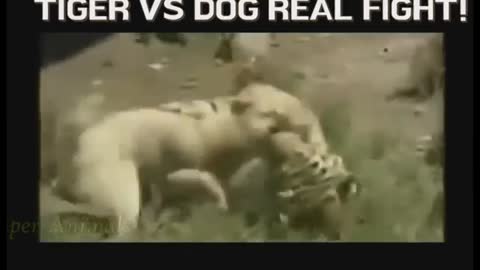 WHO'S THE KING ? Animals attack || Strongest Dog vs Lion, Crocodile, Wild Boar