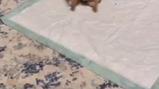 Cute & dancing pupy