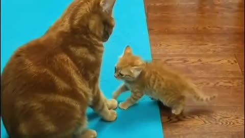 CAT FIGHT