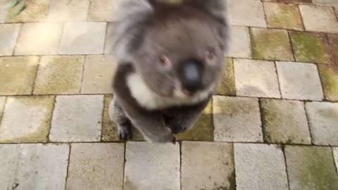 Curious Koala Bear