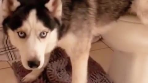 #good boy, always hit a fart at the end..#foryou#fyp #huskylife#viral#husky