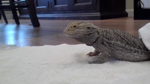 Bearded Dragon Eats Meal Worms