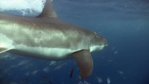 Great white shark trying to get a piece of tuna bait