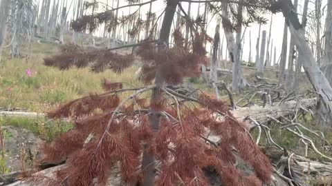 Central Oregon - Mount Jefferson Wilderness - a rare, red needled Pine Tree!