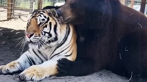 Bear And Tiger Best Friend