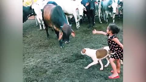 Unbelievable moments of animal saving human