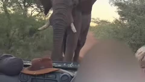 We nearly got killed by elephant/Deadly elephant chase