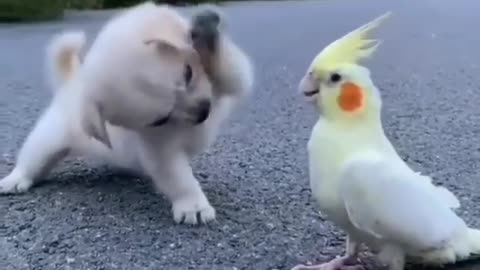 Puppy and parrot fighting vedio