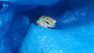 Cute Frog