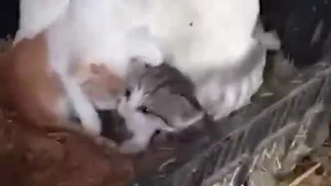 Hen Keepings Her Kitten Friends Warm 🤣🐓🥰