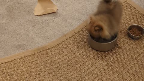 Puppy Has A Dip In The Water Bowl