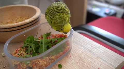 Watch 5 baby budgies growing day by day6