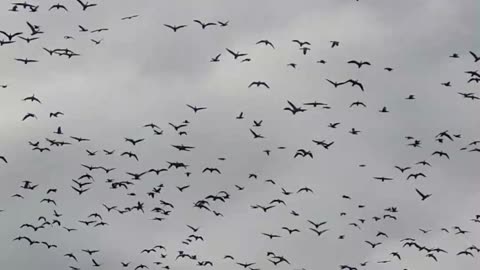 Thousands Of Geese Look And Sound Like This!