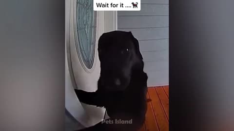 Funniest Dog Videos 🐶😹 - Funniest Animals 2023 | Pets Island