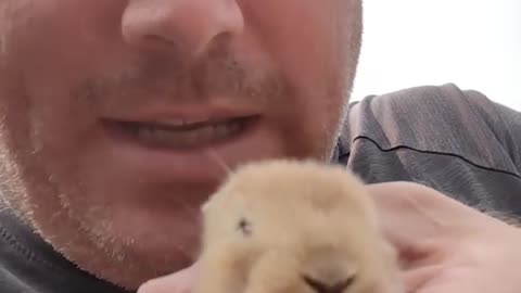 Found a baby bunny from the hole in the ground under the tree stump under the rabbit pin