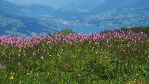 Guided Meditation - Peaceful Walking in Vast Meadow