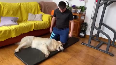 What's it like to exercise when you have a golden retriever