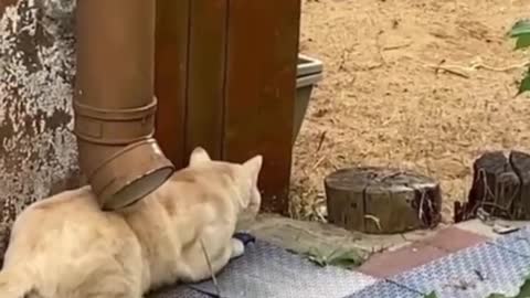 when the pet cat goes hunting #funny #animals #foryou #pet #cat #haha