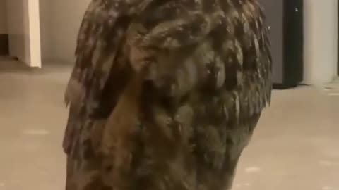 OWL VS RAT