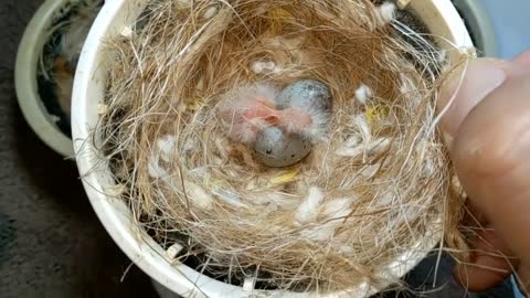 Hand Feeding Baby Birds (Canary & Gouldian Finch)