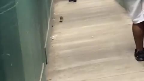 Master Splinter Spotted in NYC