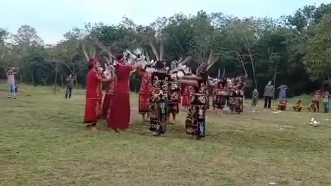 Tarian Burung Suku Dayak Kalimantan di indonesia.