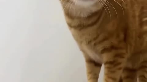 CAT SHIT FUNNY VIDEOS