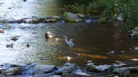 Heron Bird Feather River Hunting Water Fish Eater