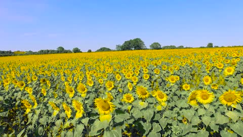 Flying over sunflowers field