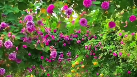 #fypシ #tiktok #beautiful #foryoupage #flowerphotography #photography #flowervideo #naturephotography #landscape #scenery #foryou #tiktokflowers