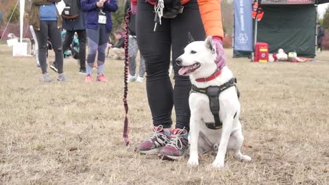 🐕 Basic Dog Training – TOP 10 Essential Commands Every Dog Should Know!