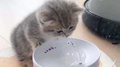 A cat want to drink water🤣😂