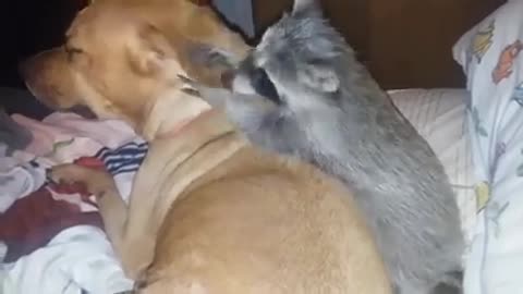 Sweet and gentle dog tolerates playful baby raccoonraco