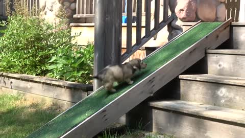 1 Crusoe Gets a SISTER! - (Cute Dachshund Puppy Video!)