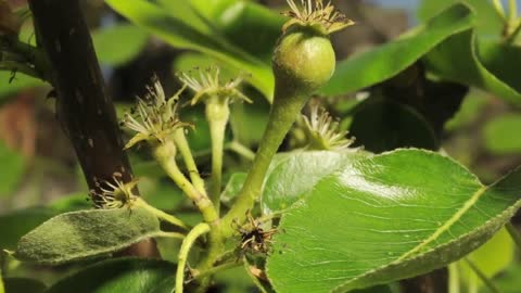 Pear flower opening to fruit swelling time lapse filmed over 8 weeks