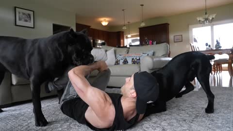 My Dog Attacked Me On Purpose - Cane Corso Training<script async src="https://pagead2.googlesyndication.com/pagead/js/adsbygoogle.js?client=ca-pub-6653745982460654" crossorigin="anonymous"></script>